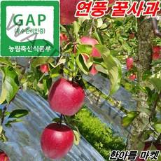 [산지직송 연풍 꿀사과] 괴산 연풍 명품 꿀사과 5kg 10kg 고랭지생산 달콤 아삭 맛있는 사과, 선물용 10kg