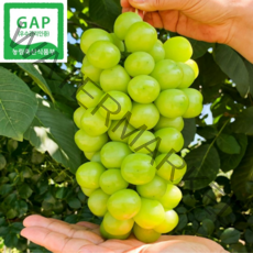 고당도 프리미엄 김천 샤인머스켓 망고포도 2kg 3송이 선물용, (선물용)김천 샤인머스켓4kg 6수