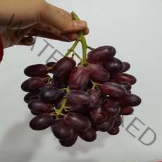 가람상점 씨없는포도 애플청포도 블랙사파이어 샤인머스켓 크림슨적포도 1kg 2kg, 1개, 씨없는 크림슨 적포도 3kg