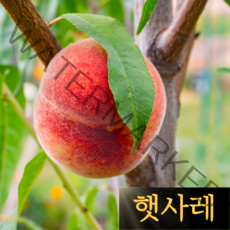 햇사레 복숭아 백도 황도 3kg 감곡 장호원 음성 복숭아 햇복숭아, 백도 3kg 6-10과내