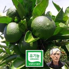 제주삼촌 제주도 햇 유기농 청귤 산지직송, 유기농 청귤 5kg, 1box