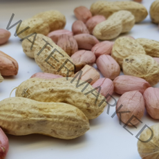 [여주 능서농원] 국산 생땅콩, 1개, 1kg