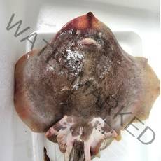목포 국산 간재미 한마리 1kg 냉동간재미 간제미 회 간자미 찜