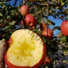 [은하수농장] 가정용 꿀사과 특가판매, 1박스, 20.명품 / 선물용 및 제수용 사과 5KG / 중대과