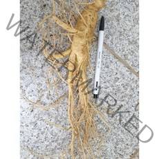 금산인삼 농협수삼판매장 5년근 6년근 원수삼중 9-11뿌리 750g 오쿠용 홍삼용 인삼주용, 세척안함
