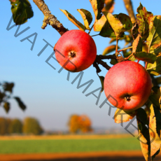 아삭 단단 꿀 사과 경북 안동 청송 문경, 02.(정품)사과5kg, 중과(로얄)/16-18과
