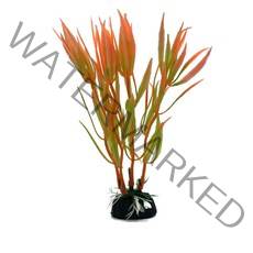 검정말 물양귀비 버터플라이코이 플라나리아 소르벳작약 수초 인공 뱀파이어크랩 목련물배추 니그로워터론 발리스네리아 타누키모 그로잇 미니물배추 붕어마름 미크란테뭄 바테리나나 생이새우 피, 19