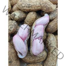 국산 예천 햇땅콩 피땅콩 생땅콩 햇피땅콩, 볶음땅콩-1kg