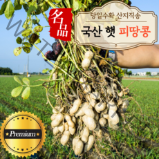 산지직송 국산 경남 창녕 피땅콩 흙땅콩 햇땅콩 껍질 생땅콩 삶은땅콩 1kg 2kg 3kg 견과류 국내산 조림 에어프라이어, 피땅콩 1kg