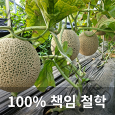 과일시스터즈 프리미엄 멜론 2개 3개 4개 / 개당 2kg이상, 4kg (2수)