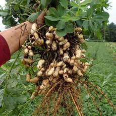 (새벽을여는사람들) 예천 햇 피땅콩 자연그대로 쪄먹는 흙땅콩, 1box, 03) 자연그대로 흙 땅콩 3kg