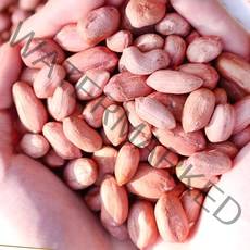 깐 국산햇땅콩 햇땅콩 날땅콩 생땅콩 국산생땅콩 햇생땅콩, 1박스, 1kg