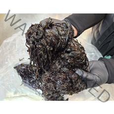 [민어청년] 제철 임자도 최상품 1kg 물김 생김, 냉동물김
