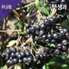 2022년 강화도 아로니아생과 생아로니아 5kg/10kg [선택] 아이스박스 신선배송, 1box, 5kg