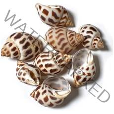 조개껍질 ( 500g ) 조개껍데기 16가지종류 단품 혼합 천연 자연, 조개껍질 6