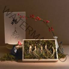 추석 선물 산양삼 효천영농조합 이루진스 7-8년근 장뇌삼 산양산삼 산삼 선물세트 부모님선물, 장뇌삼 년근 선택: 7년근 /, 장뇌삼 뿌리 선택: 5뿌리