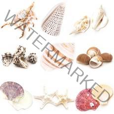 조개껍질 고둥 소라 불가사리 껍데기모음, 21 불가사리-小 [30입]