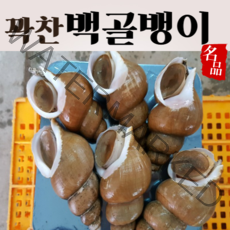 (최상품) 백골뱅이 생물 백고동 활 골뱅이 동해안 대 특대 산지직송, 중(20~25)
