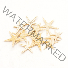 조개껍질 고둥 소라 불가사리 껍데기모음, 20 불가사리-中 [25입]