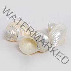 실버마우스 소라 약5cm 전후 1개