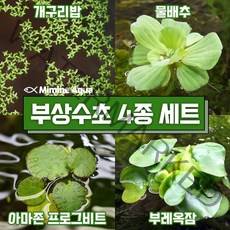 둥둥 수조 위 뜨는 부상 수초 키우기 4종 세트 (SET9), 단품
