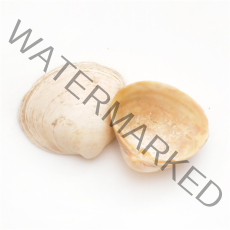 조개껍질 고둥 소라 불가사리 껍데기모음, 22 조개껍질-노랑 [100g]