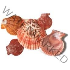 조개껍질 ( 500g ) 조개껍데기 16가지종류 단품 혼합 천연 자연, 조개껍질 14