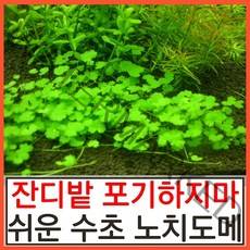 수초하우스) 노치도메(급성장종 잔디밭 수초), 4촉