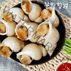 자숙 백고동 소 1kg (35-40마리) 국산 백골뱅이, 단품