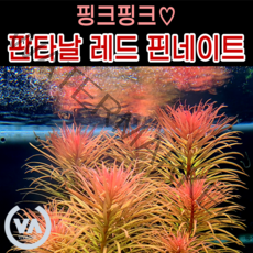 [비바소녀] 핑크핑크수초 판타날 레드 핀네이트(2촉/5촉) / 수초 레이아웃 초보수초 어항 잔디 새우 구피 미니어항 붉은수초, 5촉