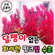 [수초스토어] 레어수초 로탈라 블러드 레드 5촉 / 구피 새우 어항 수초 쉬운 예쁜 은신처 중경 후경 초보 풍성한 쉬운 은신처 흑사 붉은 무이탄 치어 베타 열대어
