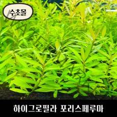[수초몰] 하이그로필라 포리스페루마 키우기 쉬운 수초, (특가) 6촉