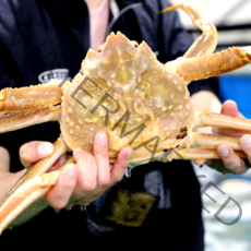 [동해항직송] 러시아 대게 3kg (2~3마리) 스노우크랩 최상급 자숙 수율80%이상 박달대게 당일발송, 러시아 대게 자숙 3kg (2~3마리)