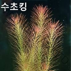 초보수초 로타라sp. 5촉 오천원