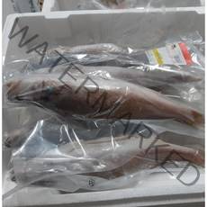 손질반건조 민어조기 영상가이석태 25cm 이상 6마리 12마리