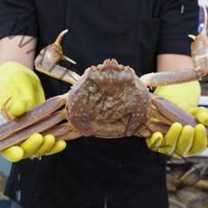 살아있는 활 박달대게 스노우크랩 1마리 800g-1.6kg 생물 킹크랩 꽃게 대게 배달, 러시아 활 박달대게 2.6~2.9kg (2미)