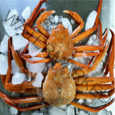 포항 구룡포 자숙 연지 박달 홍게, A급 꽉 찬 연지홍게 3kg (9~11마리)