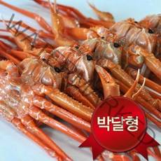 노가네 영덕 박달홍게(중)5미(마리당300~350g내외수율80~90%), 단품