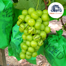 [최고당도] 샤인머스켓 청포도 씨없는 포도 망고포도, 상품 1kg(2송이)