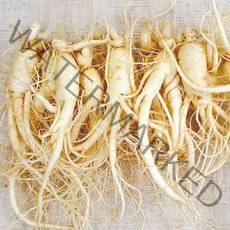 햇수삼!! 삼키우는마을 고려수삼 세척 무세척 수삼 가정용, 04.난20-700g-무료세척