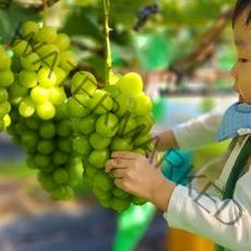 [GAP인증]프리미엄 샤인머스켓 수출용 섬들농원 18Brix 이상 초특급당도, 프리미엄 샤인머스켓 2Kg (2-4수)