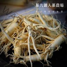 (삼그루) 세척파삼 5~6년근 바로먹는 수삼 금산인삼 세척인삼 세척수삼 굵은파삼, 선택1 세척파삼 300g