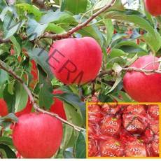 경북 의성 햇 사과 당도선별 껍질째 먹는 세척사과 2kg 3kg 5kg, 세척사과 꼬마 16~21과 3kg