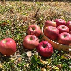 맛있는 밀양 얼음골 가정용 못난이 흠집 사과 3kg 5kg, 가정용 흠집 사과, 5kg (20~25과)