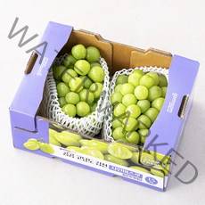 곰곰 고당도 김천 샤인머스캣, 1.5kg, 1박스