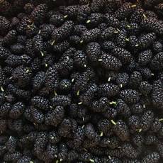 백운팜 베리모음전(냉동) 산딸기 오디 블루베리 등 씻을필요 없는 편리한 생과 에어세척3차선별, 1개, 산뽕오디(냉동) 1kg