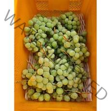 샤인머스켓 B품 청포도 주스 와인 청 식초 제조용 비품 영천포도 GAP인증, 5KG