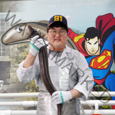 통영산지직송 바다장어 붕장어아나고, 최상급 장어 8~10미 [소] 1kg