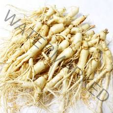 후금이네 가정용 햇 수삼 세척인삼, 1개, 300g 12뿌리-19뿌리