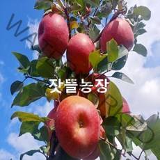 잣뜰농장 밀양 얼음골사과 GAP인증 산지직송 5kg 10kg, 26과(대과)